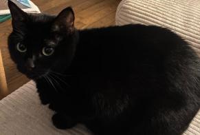 Alerta de Desaparición Gato Hembra , 5 años Rennes Francia