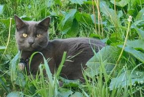 Alerta de Desaparición Gato Macho , 1 años Montreuil Francia