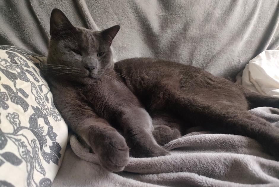 Alerta de Desaparición Gato Macho , 1 años Montreuil Francia