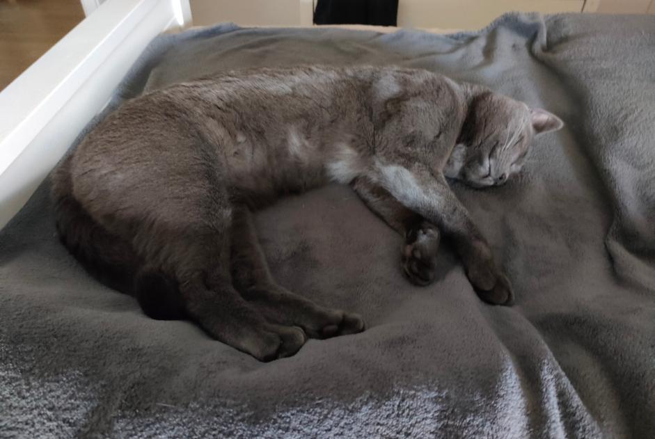Alerta de Desaparición Gato Macho , 1 años Montreuil Francia