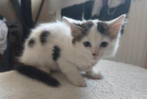 Alerta de Hallazgo Gato Desconocido Maslacq Francia