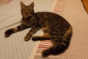 Alerta de Desaparición Gato cruce  Macho , 8 años Le Perreux-sur-Marne Francia