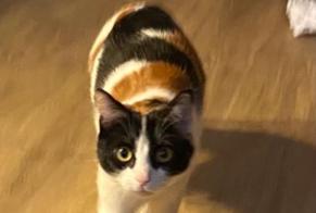 Alerta de Desaparición Gato  Hembra , 3 años Toulouse Francia
