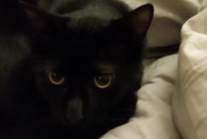 Alerta de Desaparición Gato Macho , 1 años Lyon Francia
