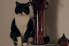 Alerta de Desaparición Gato Macho , 5 años Les Sorinières Francia