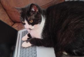 Alerta de Desaparición Gato  Macho , 8 años Cesson Francia
