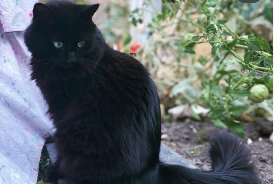 Alerta de Desaparición Gato  Hembra , 6 años Leigné-les-Bois Francia