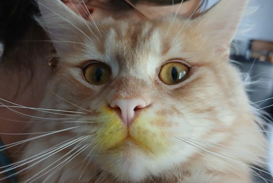Alerta de Desaparición Gato  Macho , 2 años Moëlan-sur-Mer Francia