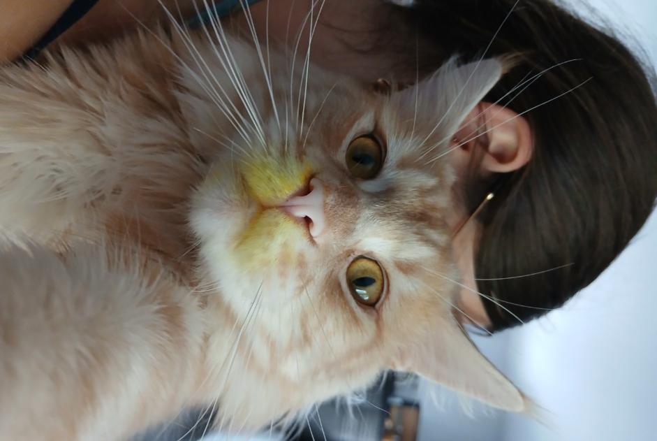 Alerta de Desaparición Gato  Macho , 2 años Moëlan-sur-Mer Francia