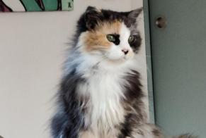 Alerta de Desaparición Gato Hembra , 18 años Sainte-Flaive-des-Loups Francia