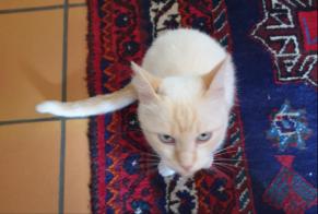 Alerta de Desaparición Gato Macho , 8 años Labastide-d'Armagnac Francia