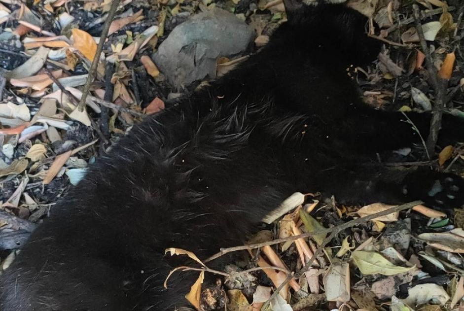 Alerta de Hallazgo Gato Desconocido La Rochelle Francia