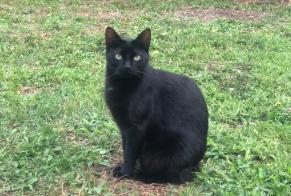 Alerta de Desaparición Gato Hembra , 5 años Mauron Francia