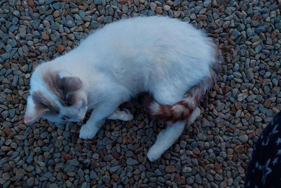 Alerta de Hallazgo Gato Macho Dingé Francia
