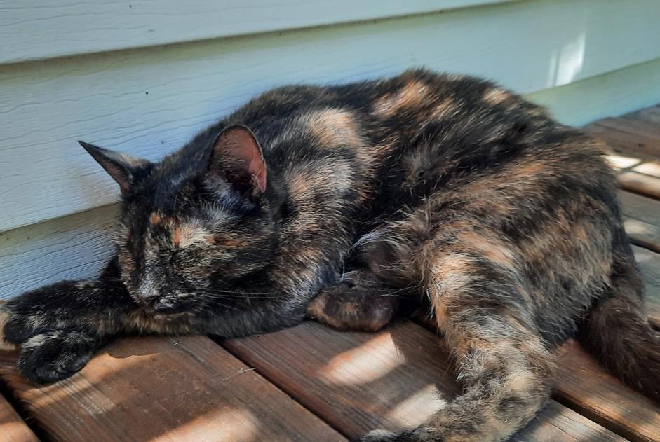 Alerta de Hallazgo Gato cruce  Hembra Le Grau-du-Roi Francia