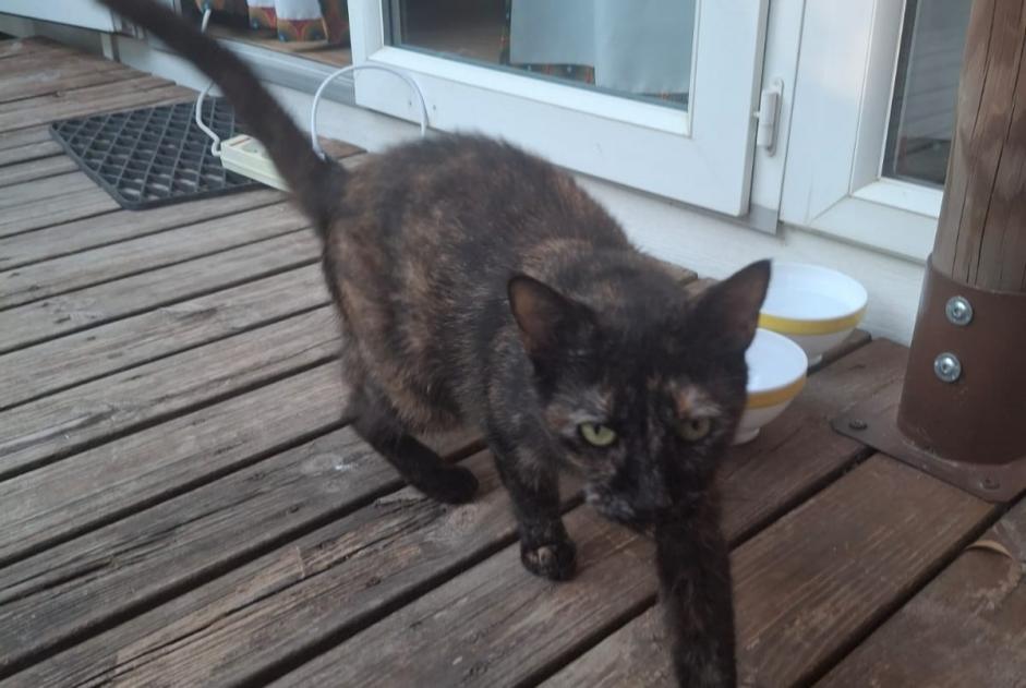 Alerta de Hallazgo Gato cruce  Hembra Le Grau-du-Roi Francia