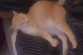 Alerta de Desaparición Gato Macho , 10 años Orgères-en-Beauce Francia