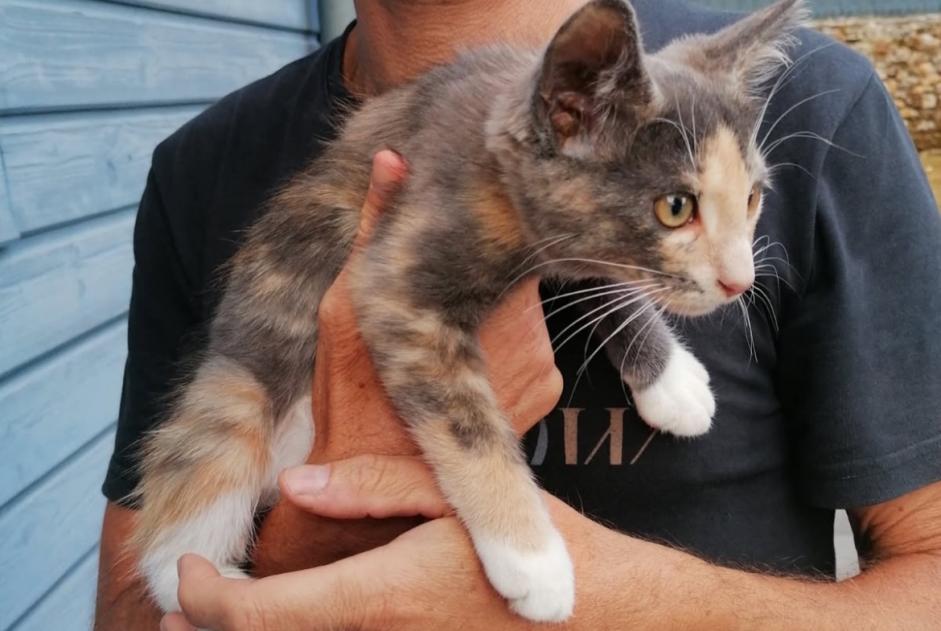 Alerta de Hallazgo Gato Hembra Vouillé Francia