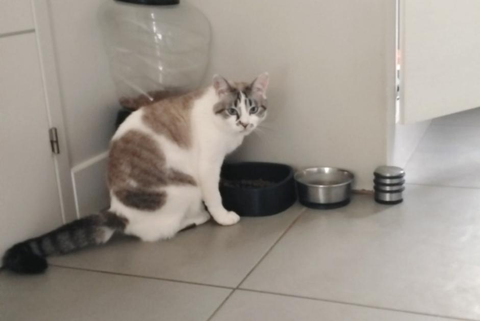 Alerta de Desaparición Gato  Hembra , 5 años Auradé Francia