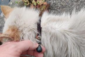Alerta de Hallazgo Gato Desconocido Bouaye Francia