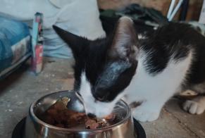 Alerta de Hallazgo Gato cruce  Desconocido Gilhoc-sur-Ormèze Francia