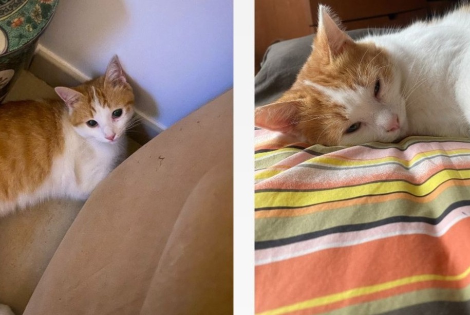 Alerta de Desaparición Gato  Macho , 2 años Andernos-les-Bains Francia