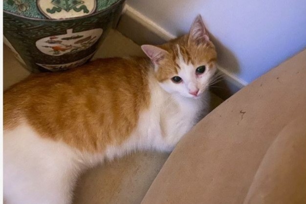 Alerta de Desaparición Gato  Macho , 2 años Andernos-les-Bains Francia