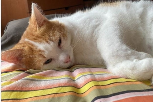 Alerta de Desaparición Gato  Macho , 2 años Andernos-les-Bains Francia