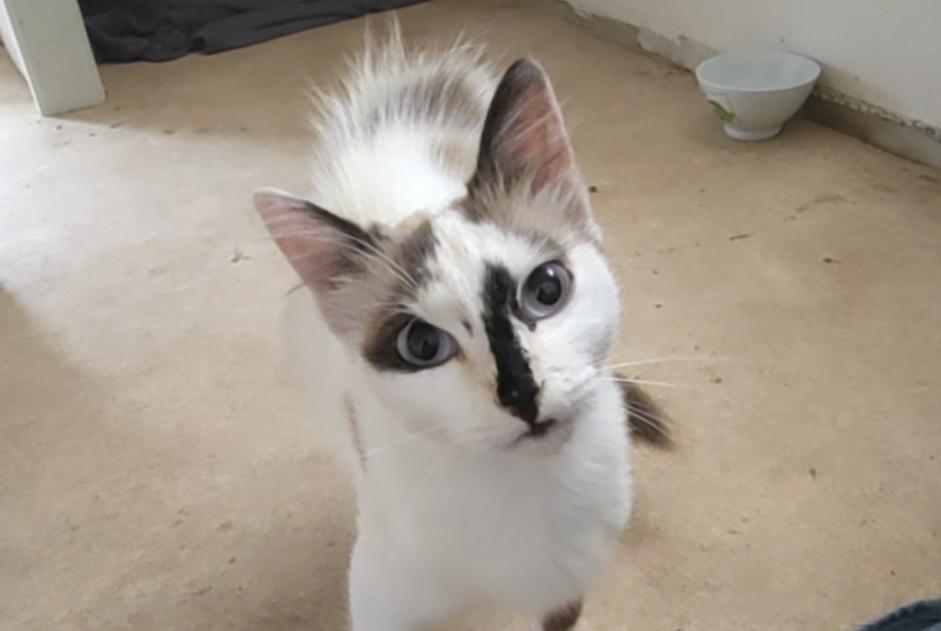 Alerta de Hallazgo Gato cruce  Hembra Montaigu-Vendée Francia