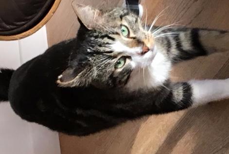 Chat saint raphael