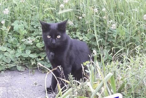 Chat velizy villacoublay