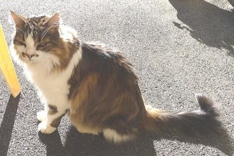 Alerte Disparition Chat croisement  Mâle , 19 ans Les Fontenelles France