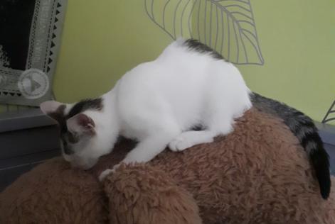 Chat sexe cholet