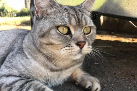 Alerte Disparition Chat  Mâle , 10 ans Floing France