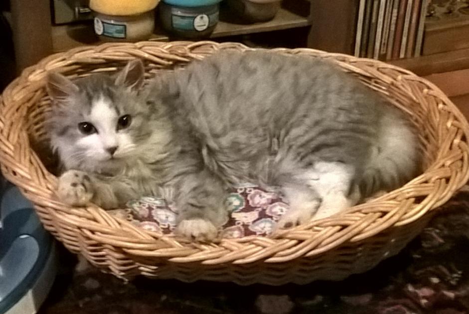 Alerte Disparition Chat  Mâle , 6 ans Steenwerck France