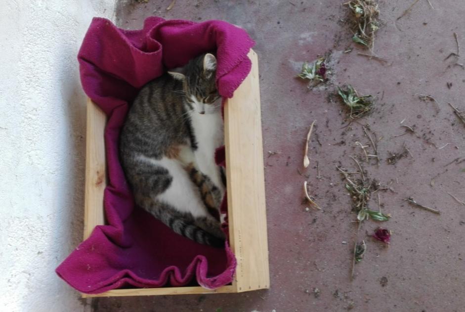 Alerte Disparition Chat  Mâle , 8 ans Vertou France