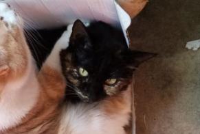 Alerte Disparition Chat croisement  Femelle , 5 ans Clermont-Ferrand France