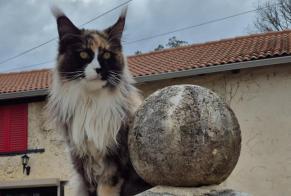 Alerte Disparition Chat  Femelle , 6 ans Estampes France