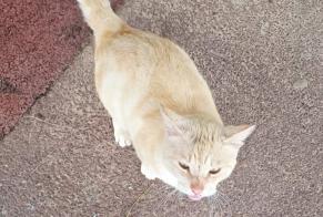 Alerte Découverte Chat   Mâle Narbonne France