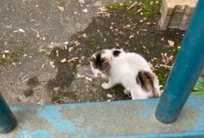 Alerte Découverte Chat Mâle Montreuil France