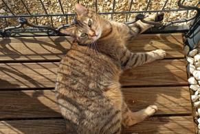 Alerte Disparition Chat Femelle , 4 ans Saint-Julien France