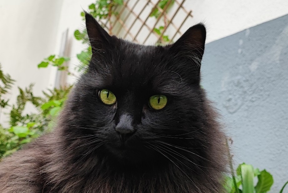 Alerte Disparition Chat croisement  Mâle , 12 ans Schiltigheim France