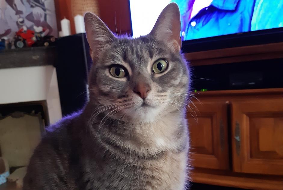 Alerte Disparition Chat  Femelle , 8 ans Puiseaux France