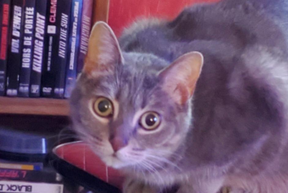 Alerte Disparition Chat  Femelle , 8 ans Puiseaux France