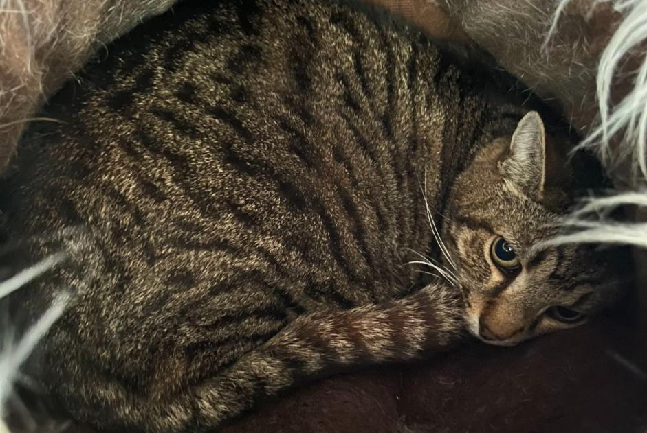 Alerte Disparition Chat croisement  Mâle , 13 ans Saint-Séverin-d'Estissac France