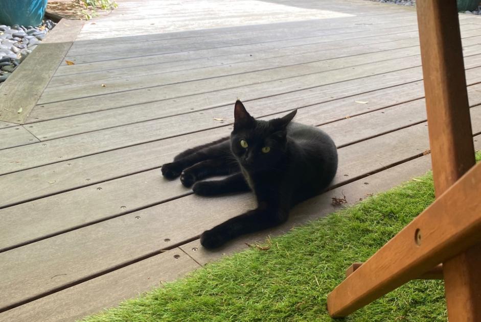 Alerte Disparition Chat Femelle , 1 ans Beauchamp France