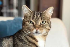 Alerte Disparition Chat Mâle , 5 ans Saint-Herblain France