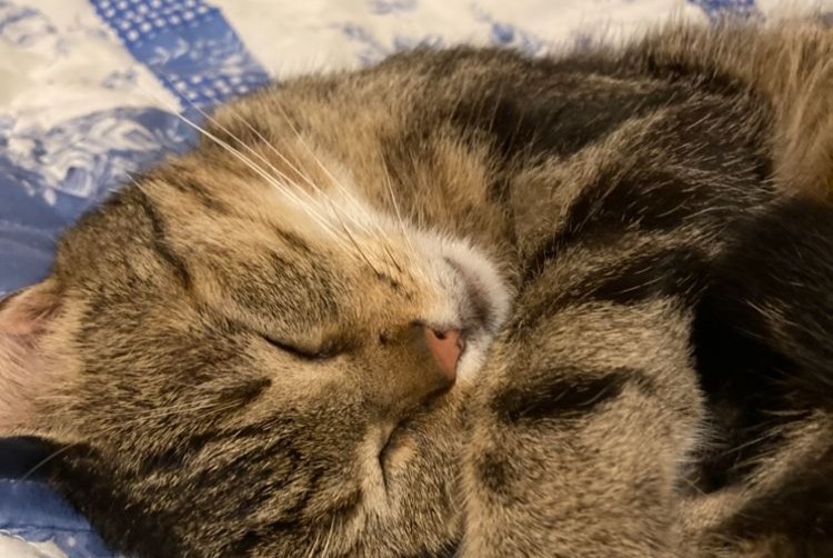 Alerte Disparition Chat Mâle , 5 ans Saint-Herblain France