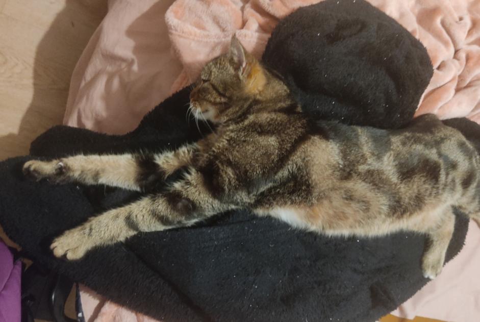 Alerte Disparition Chat Mâle , 5 ans Saint-Herblain France