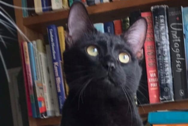 Alerte Disparition Chat Mâle , 2 ans Sartrouville France
